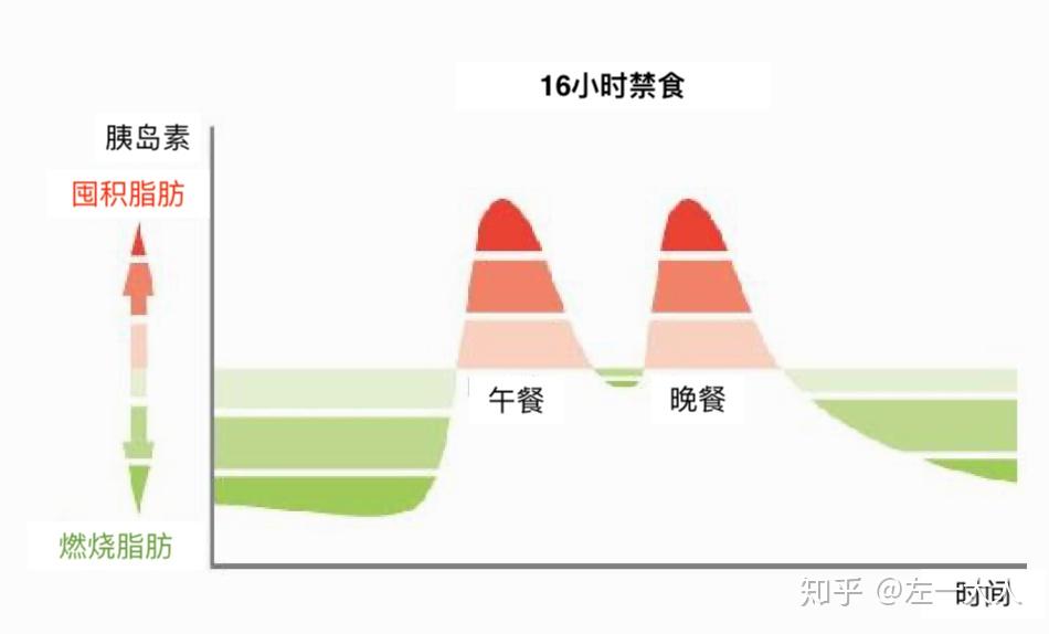 间歇性断食进阶，5:2轻断食与隔日断食代谢适应深度对比解析