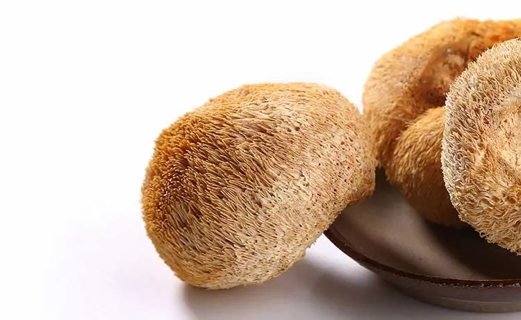 功能性蘑菇认知增强科学证据解析，猴头菇、灵芝与虫草素趋势研究