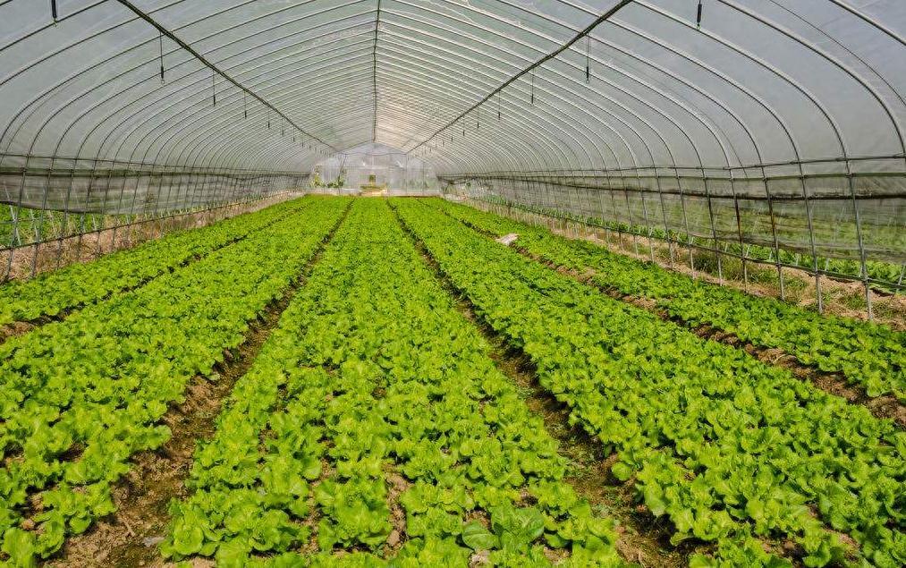 有机蔬菜性价比全解析，农残数据驱动下的采购优先级策略