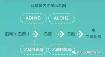 解码酒精代谢密码，ALDH2缺乏者的饮酒风险与科学护肝策略